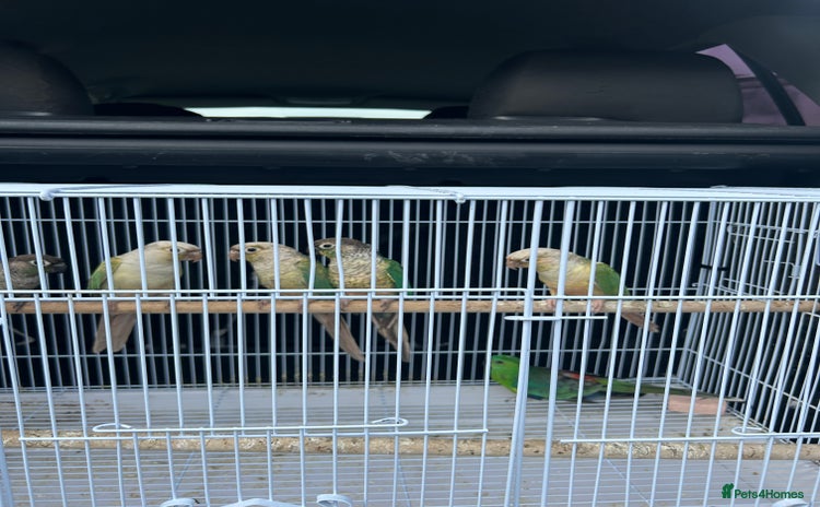 Conures birds - Advert 1