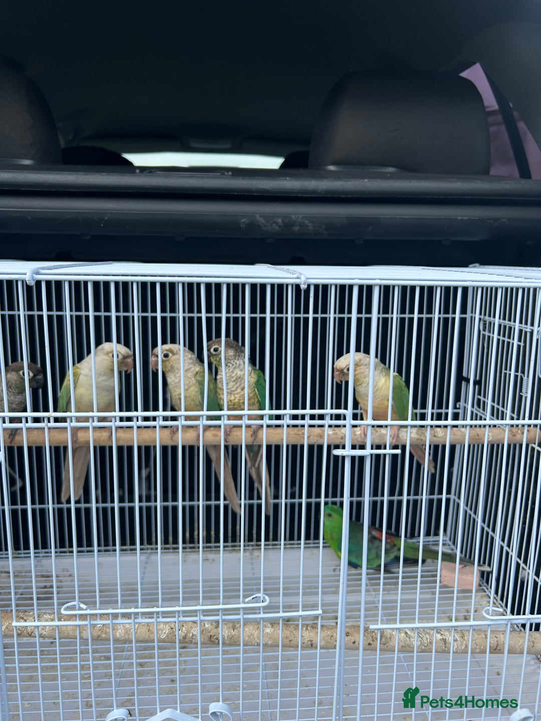 Conures birds for sale: Conures  - Image 1