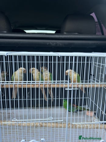 Conures birds - Advert 3