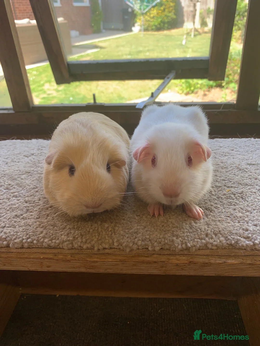 Guinea Pig rodents for sale: Sweet Baby Short Coated Guinea Pig Boars  - Advert 1
