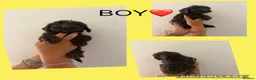Cockapoo dogs for sale: F1 Merle cockapoo - Advert 15