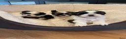 Shih Tzu dogs for sale: Shihtzu puppies for sale  - Advert 18