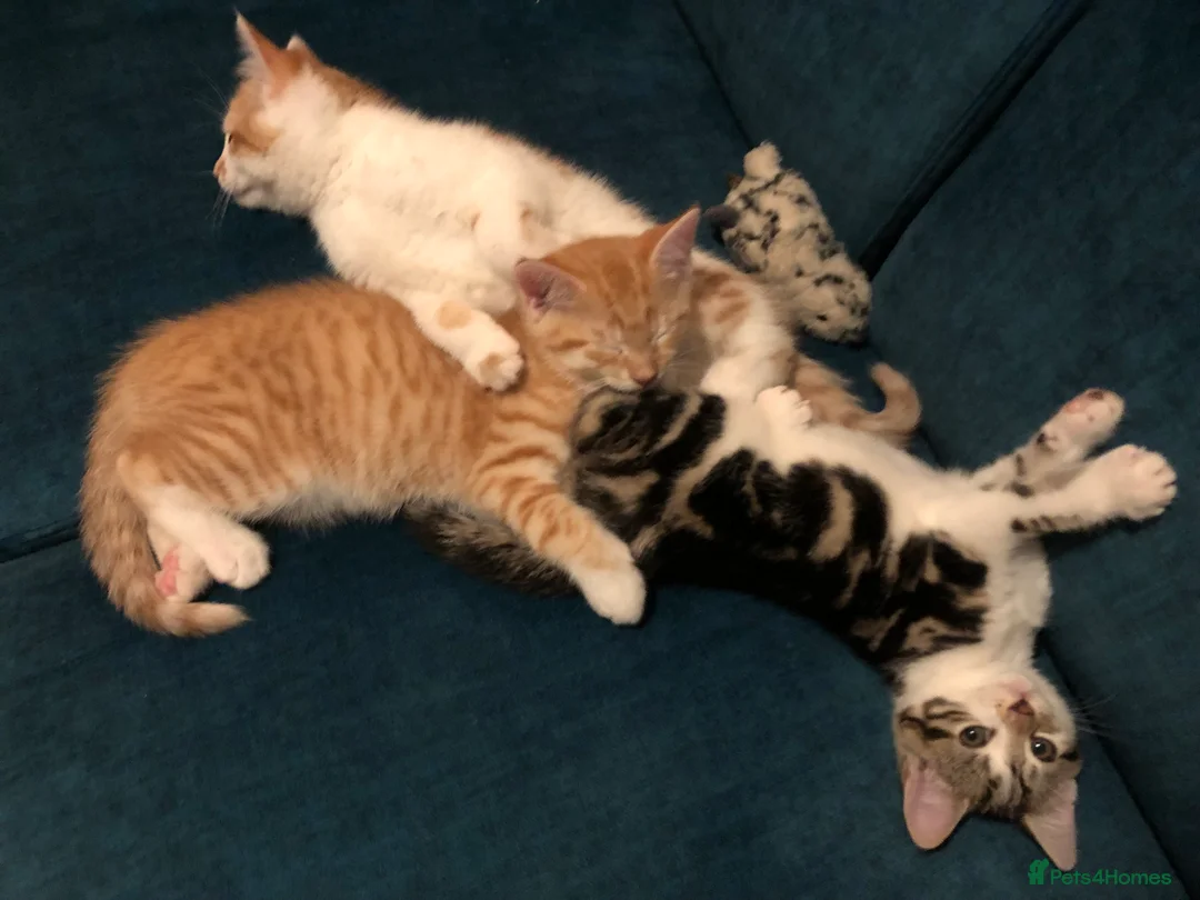 Mixed Breed cats for sale: 3 darling kittens looking for new homes - Advert 11