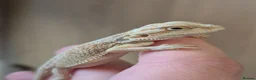 Bearded Dragon reptiles for sale: BabyBearded DragonsHighContrastHypoMorphsHet Zero) - Advert 1
