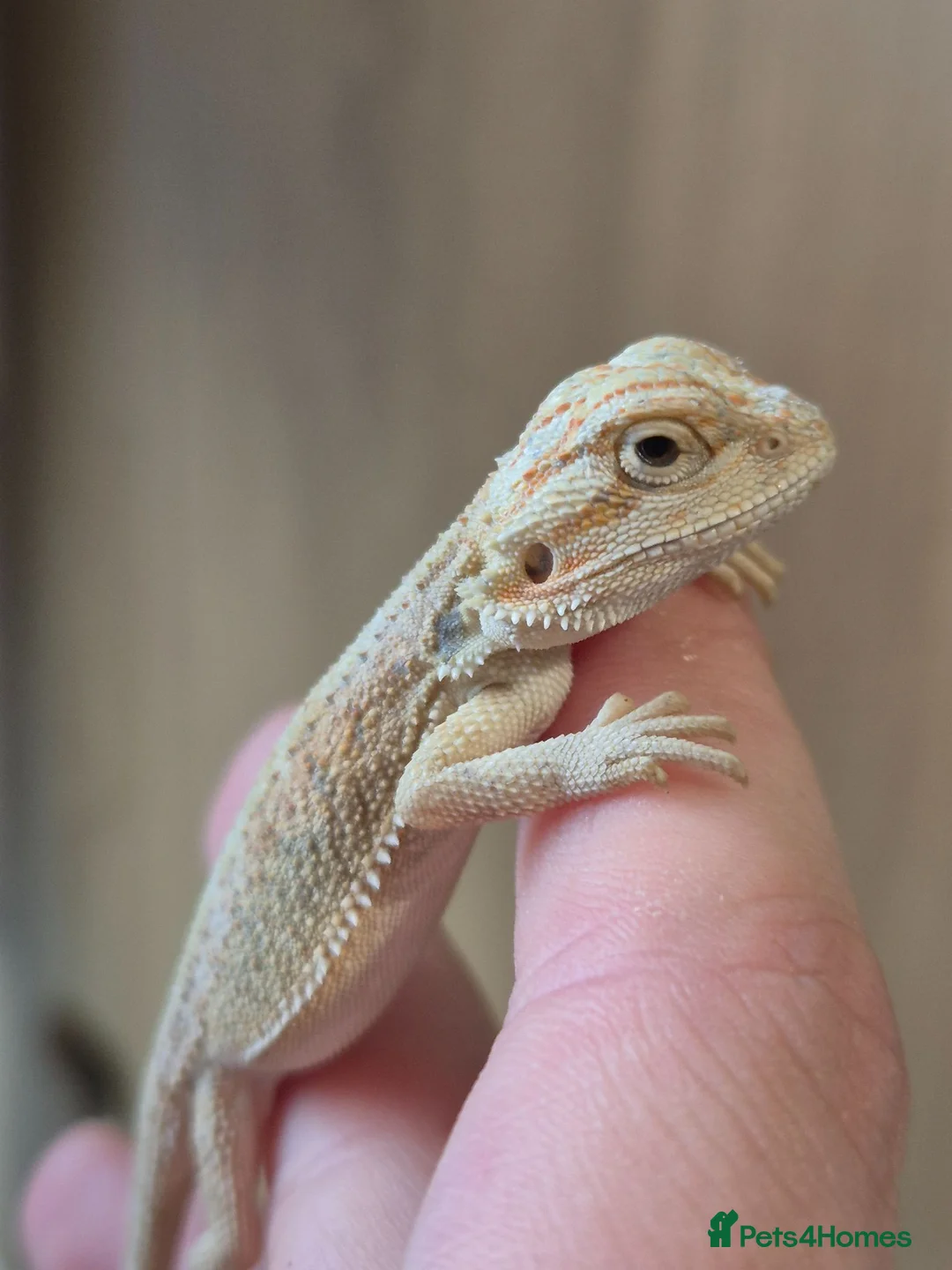 Bearded Dragon reptiles for sale: BabyBearded DragonsHighContrastHypoMorphsHet Zero) - Advert 1