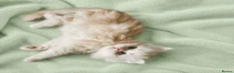 Scottish Fold cats for sale: Adorable Scottish Fold Straight Ear Tabby Kittens - Advert 7