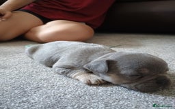 French Bulldog dogs for sale: French bulldog Izabella  - Image 6
