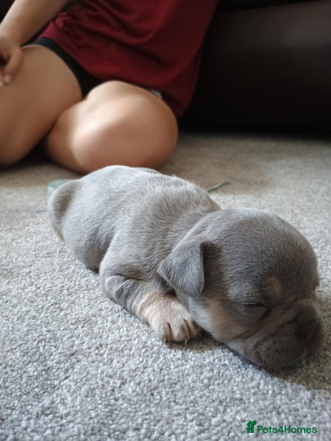 French Bulldog dogs for sale: French bulldog Izabella  - Image 6