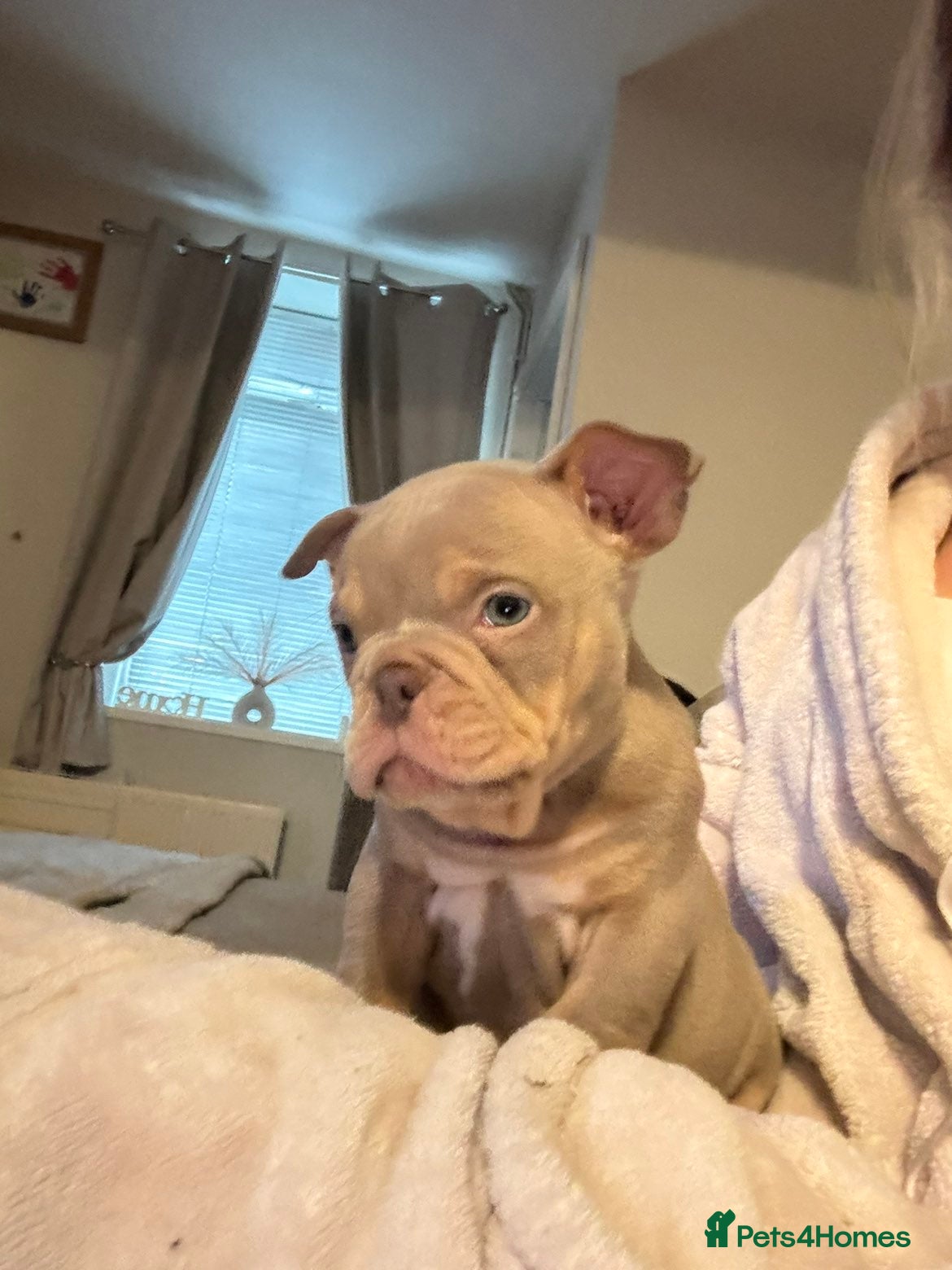 American Bully dogs exotic pocket bully puppies - Advert 14