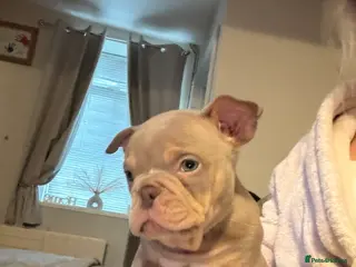 American Bully dogs exotic pocket bully puppies - Advert 14