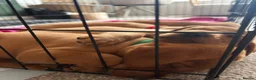 Labrador Retriever dogs for sale: Stunning Fox Red Working Labrador Retriever  in Bolton - Advert 31