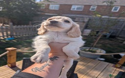 Cocker Spaniel dogs for sale: Working type cocker spaniel puppies  - Image 7