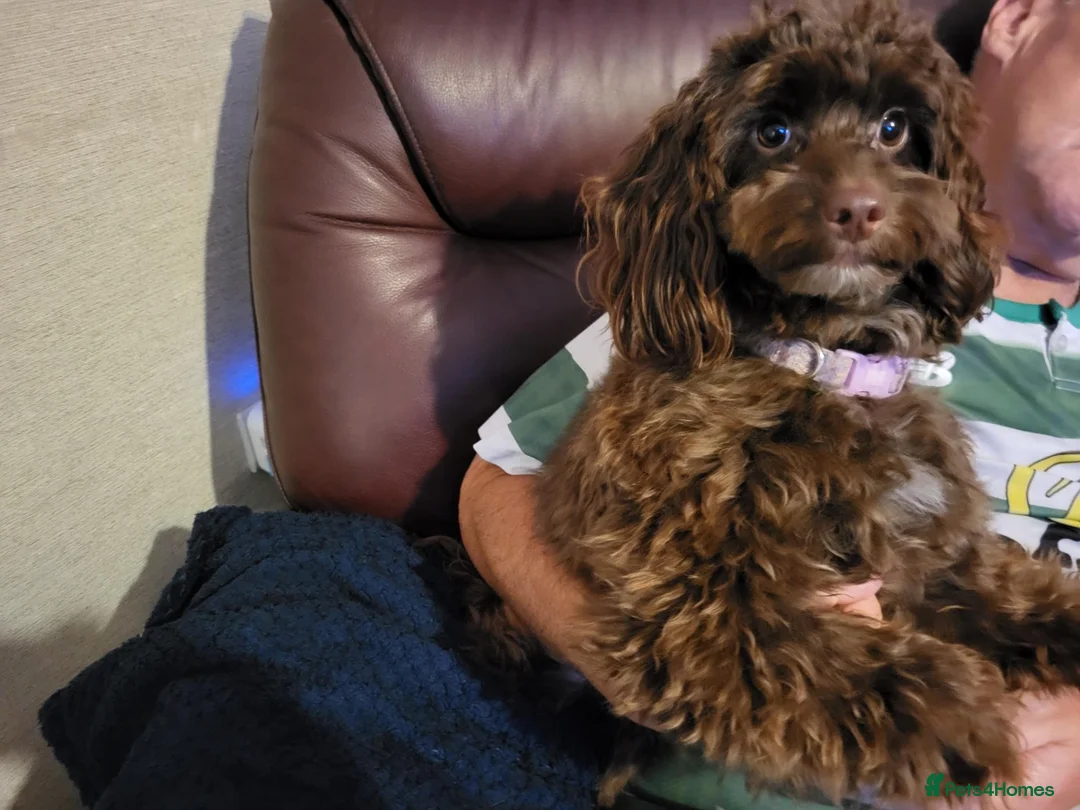 Cockapoo dogs for sale: Female cockapoo  - Advert 1