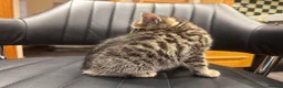 Mixed Breed cats for sale: Beautiful tabby female kitten for sale - Advert 7