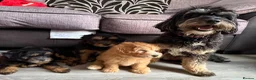Maltipoo dogs for sale: Maltipoo puppies - Advert 4