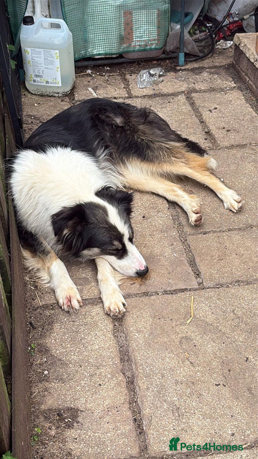 Mixed Breed dogs for adoption: Fern  - Image 5