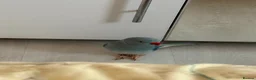 Ringnecks birds for sale: Beautiful Blue Indian Ringneck – 11 Months Old in London - Advert 3