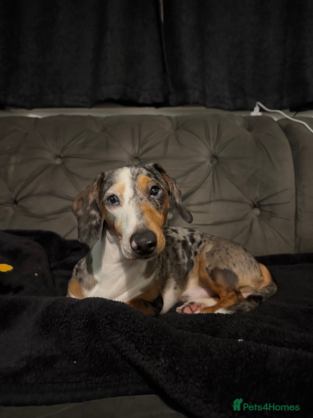 Miniature Dachshund dogs for stud: Miniature dachshund for stud  - Advert 2