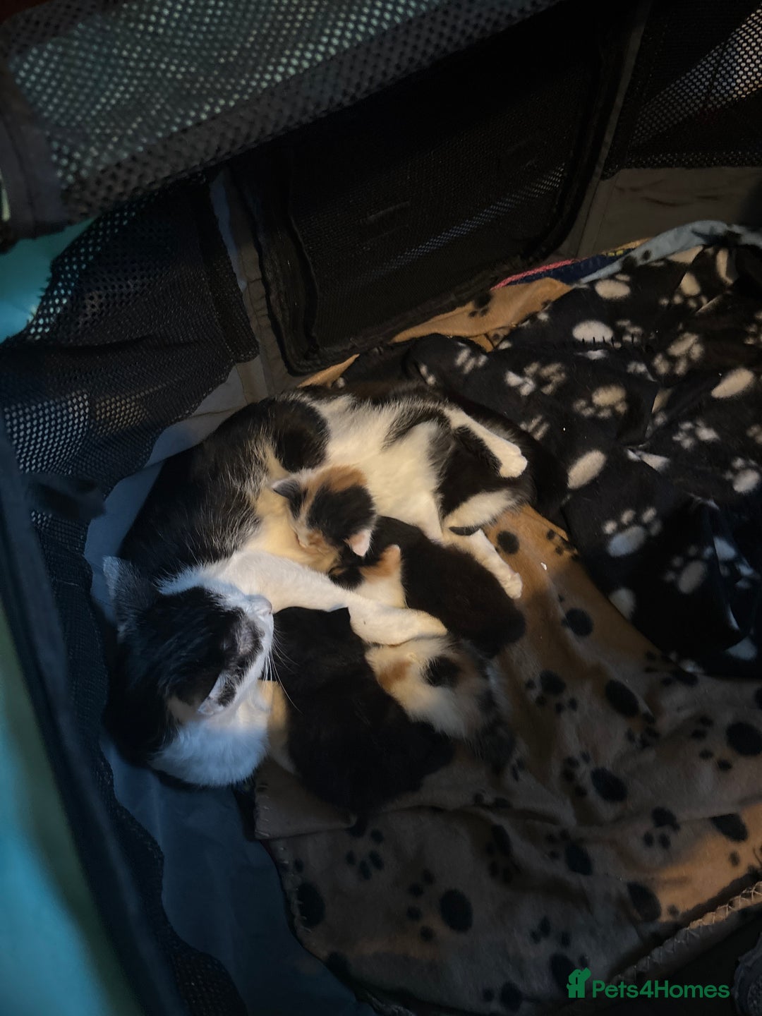 Mixed Breed cats for sale: 8 weeks old Ragdoll cross kittens - Advert 8