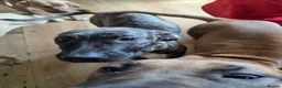 Presa Canario dogs for sale: Presa canario  - Advert 2