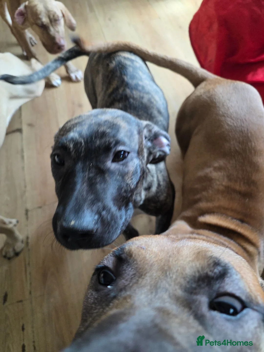 Presa Canario dogs for sale: Presa canario  - Advert 2