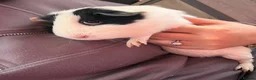Guinea Pig rodents for sale: Bobbie The Guinea Pig - Advert 7