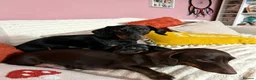 Miniature Dachshund dogs for sale: Dachshund mini puppies  in Hastings - Advert 18