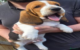 Basset Hound dogs for sale: Beautiful Basset Hound puppies for sale  - Image 12