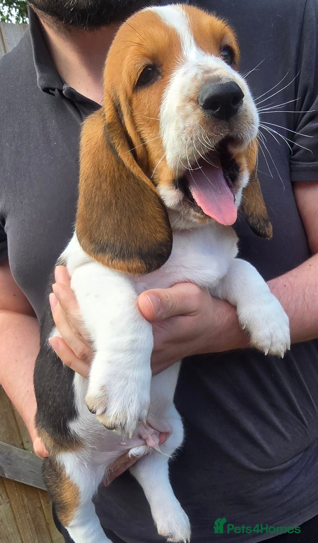 Basset Hound dogs for sale: Beautiful Basset Hound puppies for sale  - Image 12
