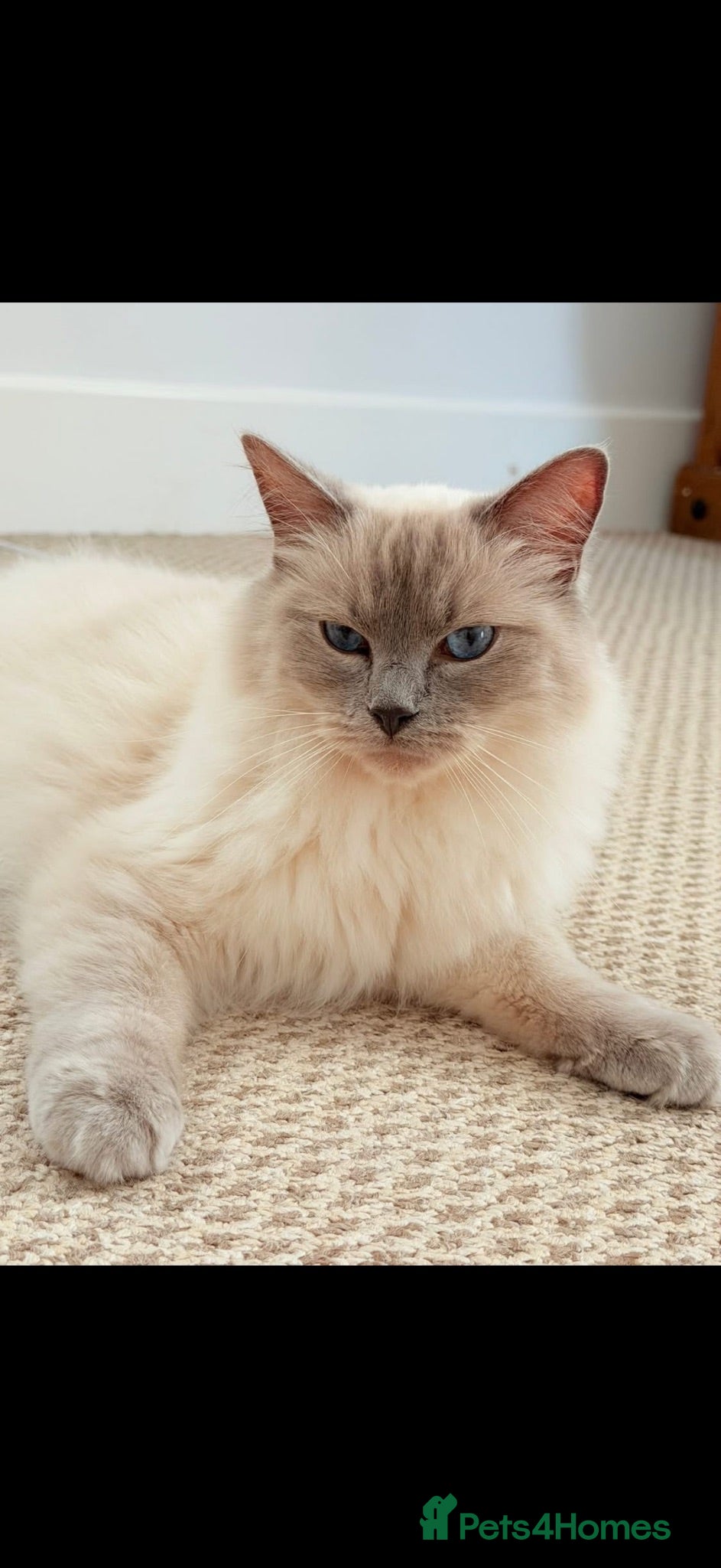Ragdoll cats Ragdoll boy 1 year old  - Advert 4