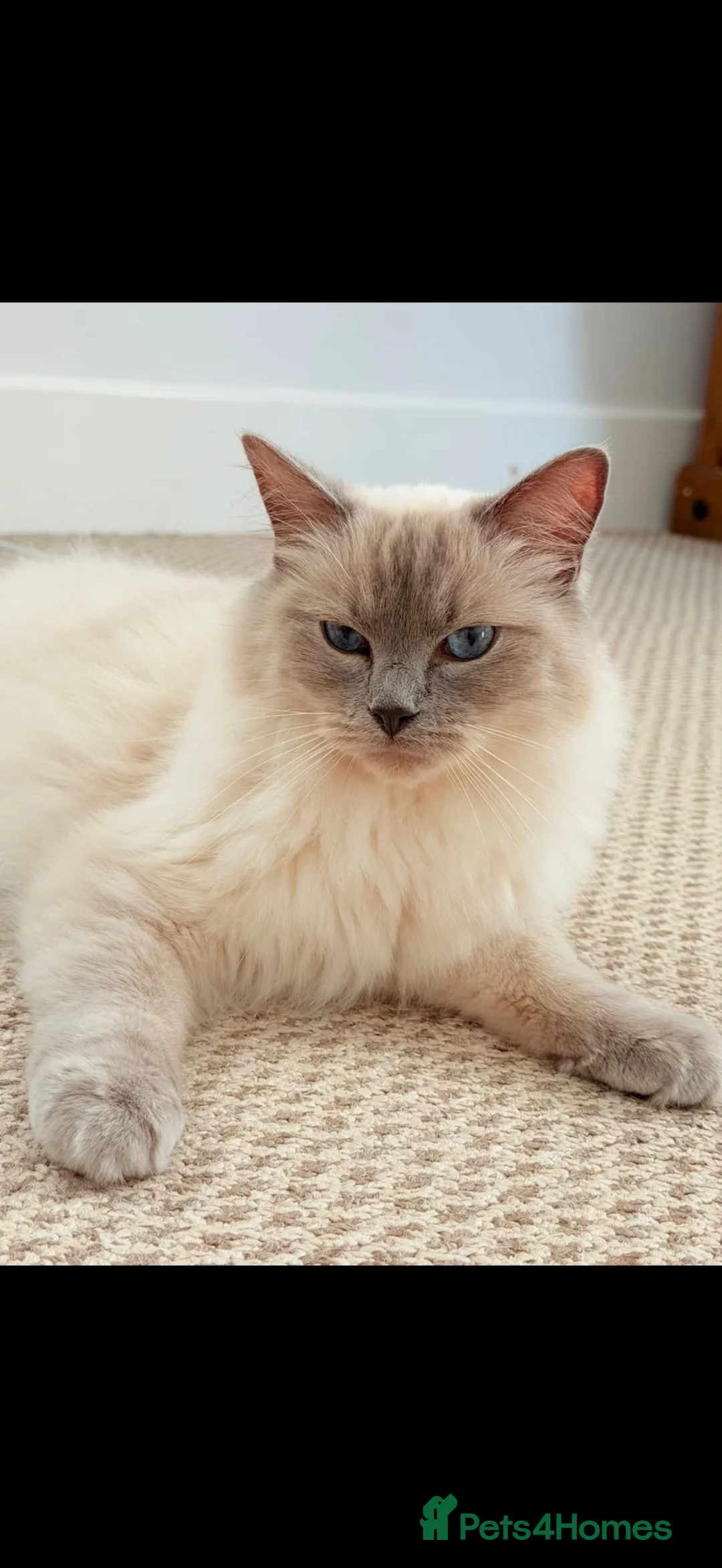Ragdoll cats for sale: Ragdoll boy 1 year old  in Worcester - Advert 1
