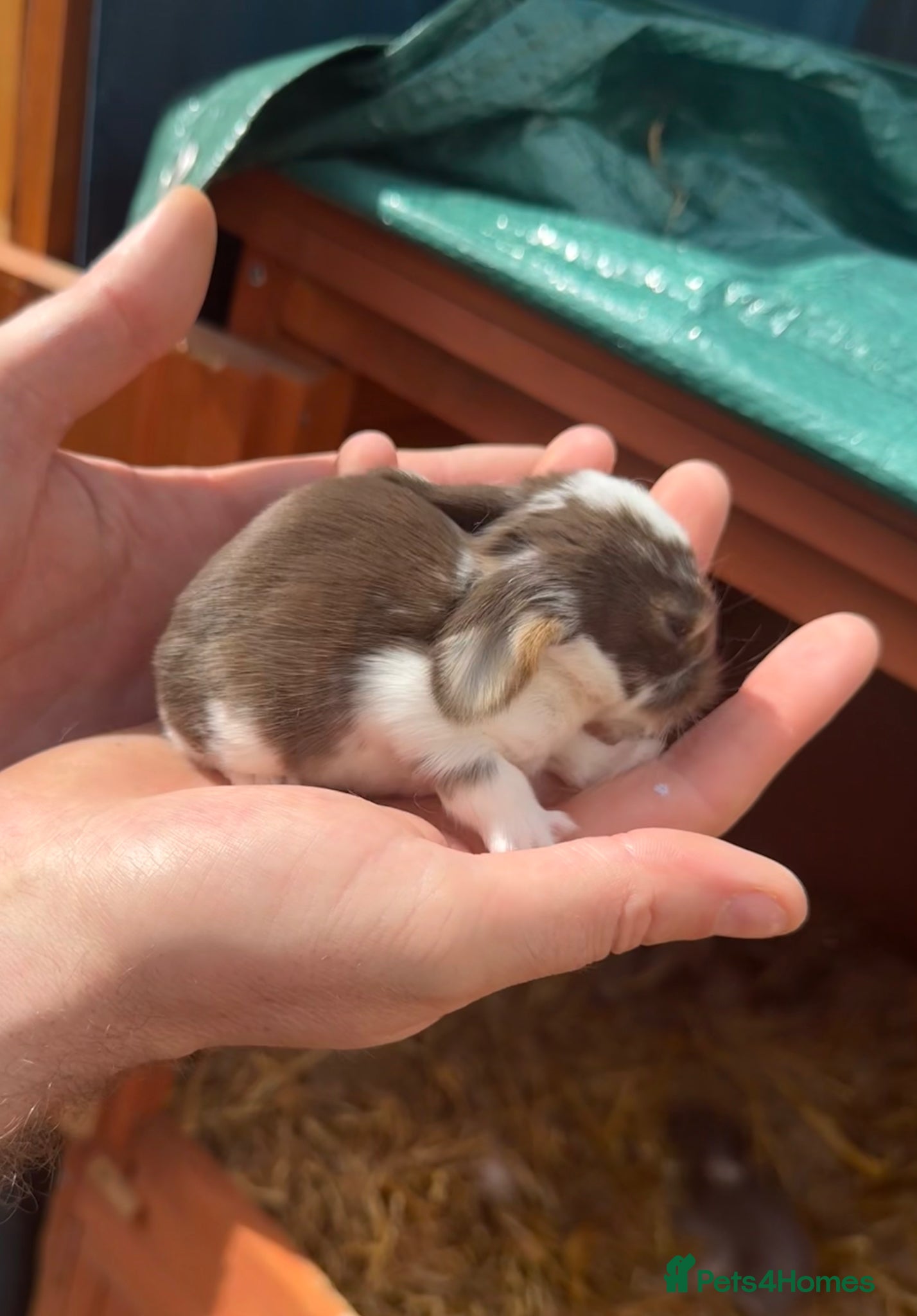 French Lop rabbits 6 x Giant French Lop Bunnies  - Advert 17