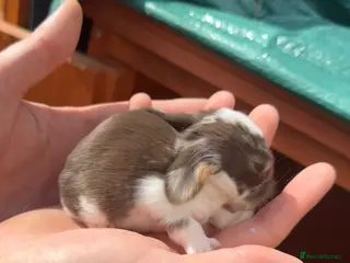 French Lop rabbits 6 x Giant French Lop Bunnies - Advert 17