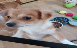 Pomchi dogs for sale: Pomchi's  - Advert 3