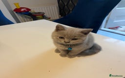 British Shorthair cats for sale: Beautiful  lilac and blue kittens 2 boys 1 girl - Image 28