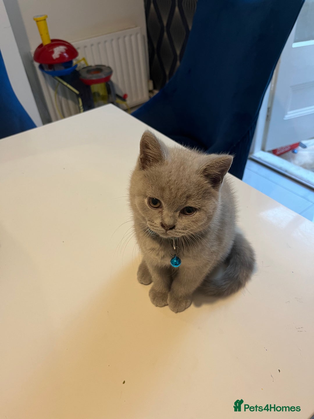 British Shorthair cats for sale: Beautiful  lilac and blue kittens 2 boys 1 girl - Image 28