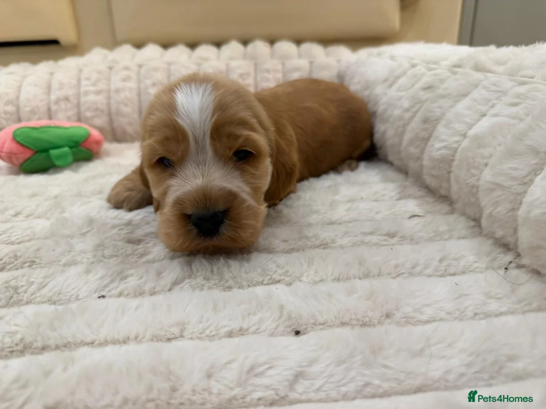 Cocker Spaniel dogs for sale: ⭐️ Show Type Cocker Spaniel Puppies ⭐️ - Advert 8