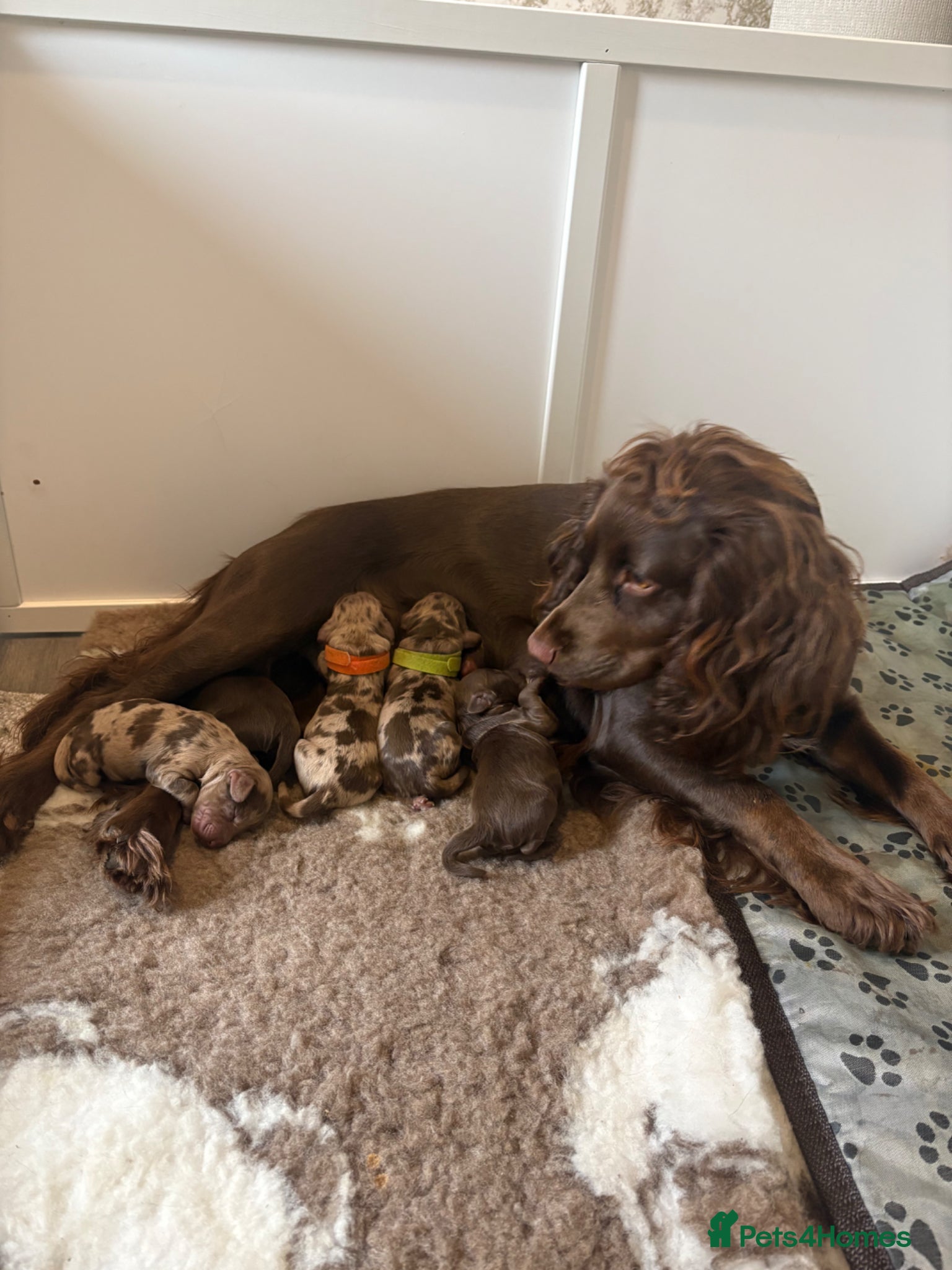 Cockapoo dogs Beautiful F1 cockapoos ✨ - Advert 14