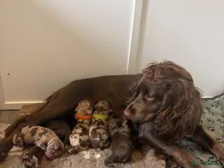 Cockapoo dogs Beautiful F1 cockapoos ✨ - Advert 8