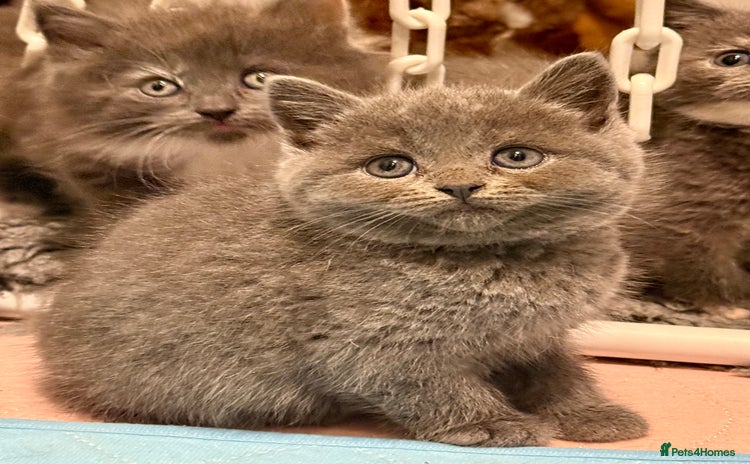 British Shorthair cats Beautiful 1/2 British Shorthair - Advert 3