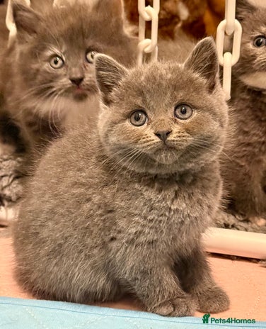 British Shorthair cats Beautiful 1/2 British Shorthair - Advert 1