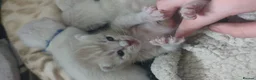 Mixed Breed cats for sale: Bengal cross ragdoll kittens - Advert 5