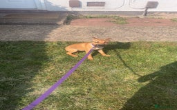 Mixed Breed dogs for sale: Beautiful mixed puppy needing a home - Image 2