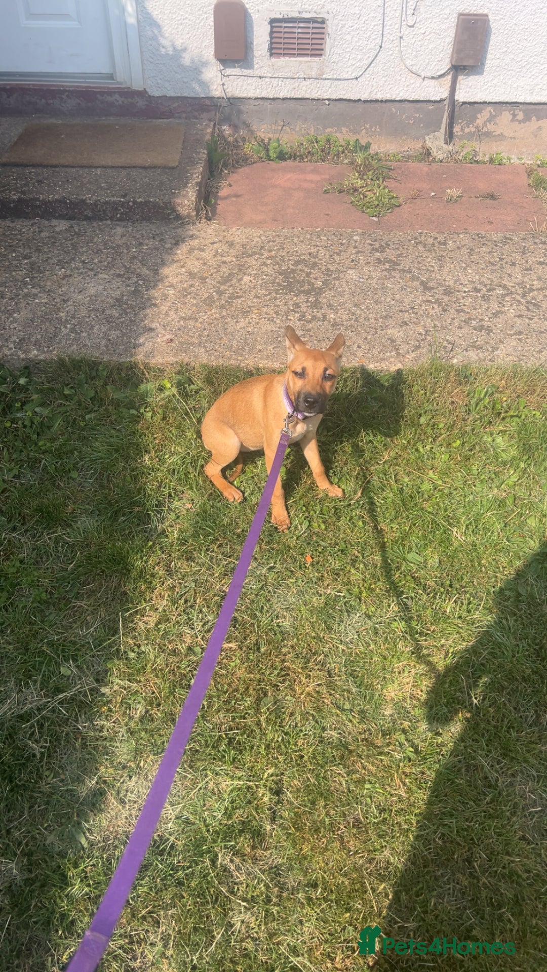 Mixed Breed dogs for sale: Beautiful mixed puppy needing a home - Image 2