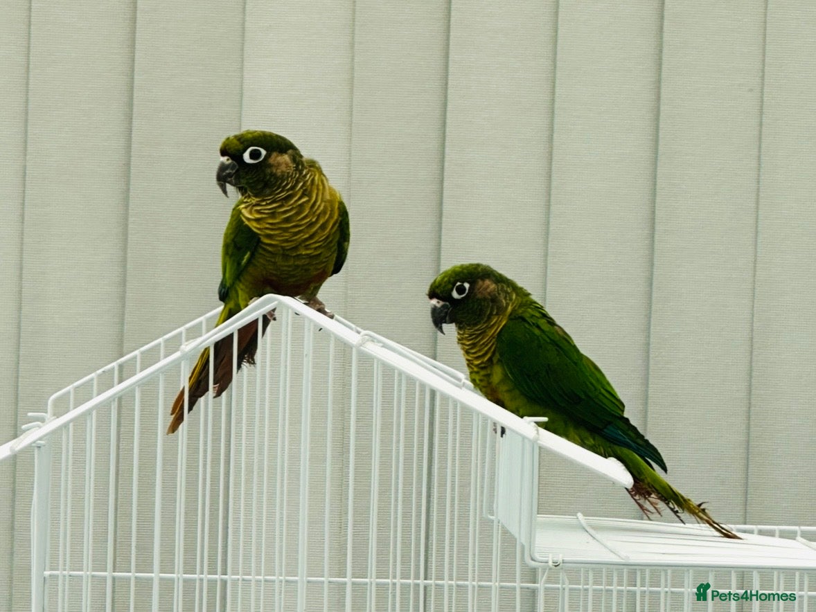 Lovebirds birds Bonding Pair Maroonbellied Conures  - Advert 5