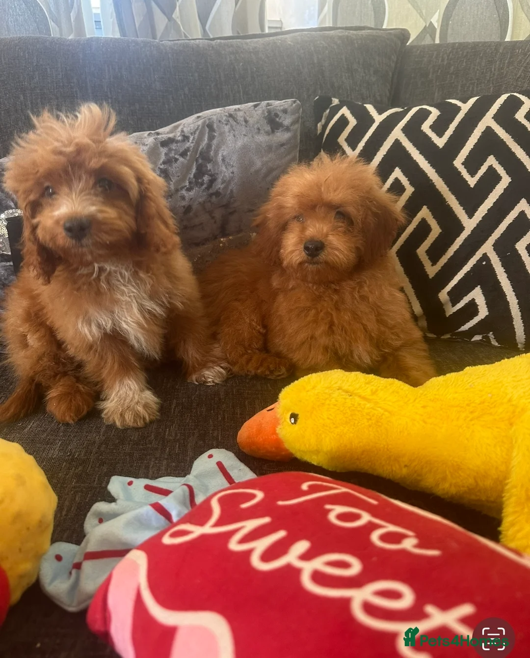 Cavapoo dogs for sale: Gorgeous toy f1b cavapoo pups  - Advert 2