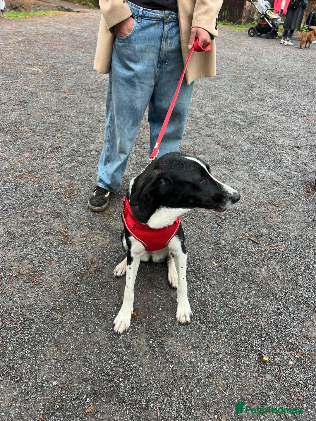 Mixed Breed dogs for adoption: Panda is looking for her forever home  in Newton Abbot - Advert 2