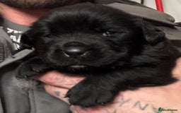 Mixed Breed dogs for sale: Beautiful Newfoundland cross  - Image 5