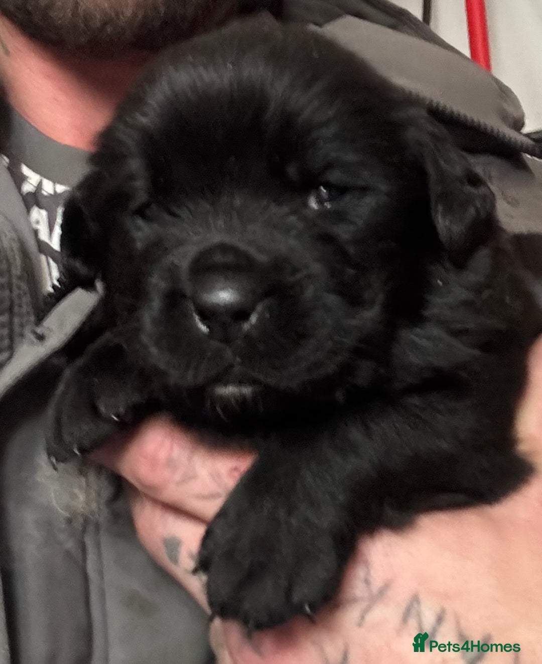 Mixed Breed dogs for sale: Beautiful Newfoundland cross  - Image 5