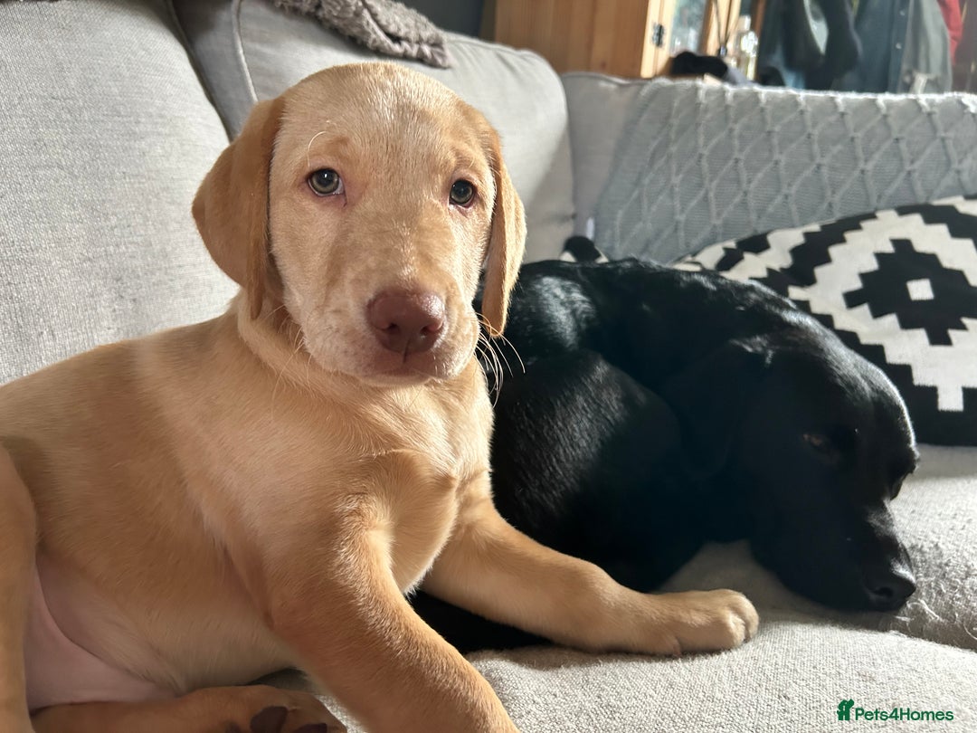 Labrador Retriever dogs for sale: PUPPY BOY LOOKING FOR FOREVER HOME   - Advert 23